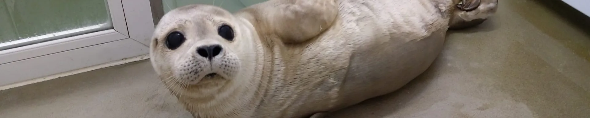Content Header Zeehond