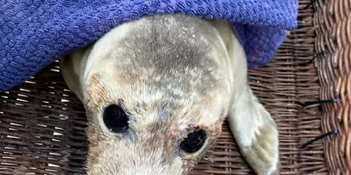 Seal