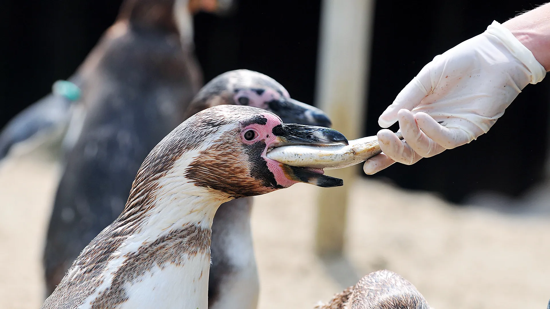 9700 Pr Sl Weymouth Penguins Feed Cropped (2)