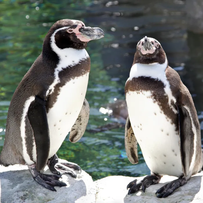 Twee Humboldt pinguins